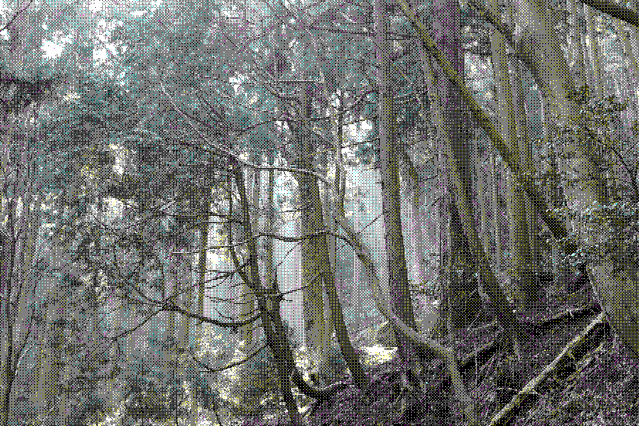 looking through the forested mountain in western japan. with a pixelated effect on it