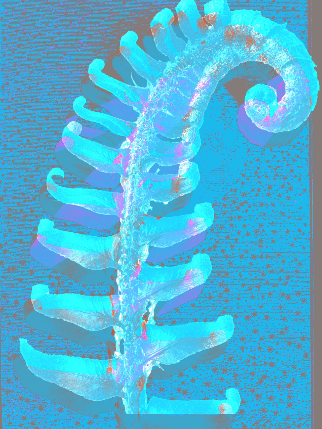 bright blue and pink fern unfurling, digitally altered.