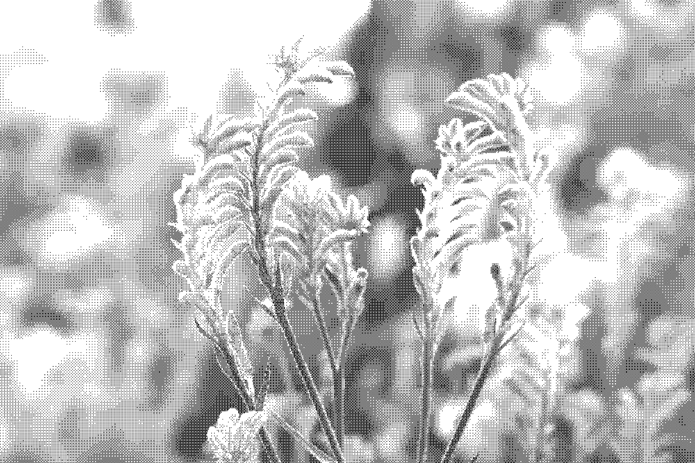 close up of flowers, out of focus background, in niigata, japan, pixelated