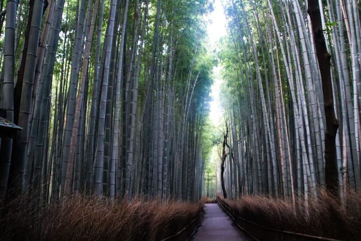 a walkway through a bamboo forest with light leaking through a crack in the trees, thumbnail